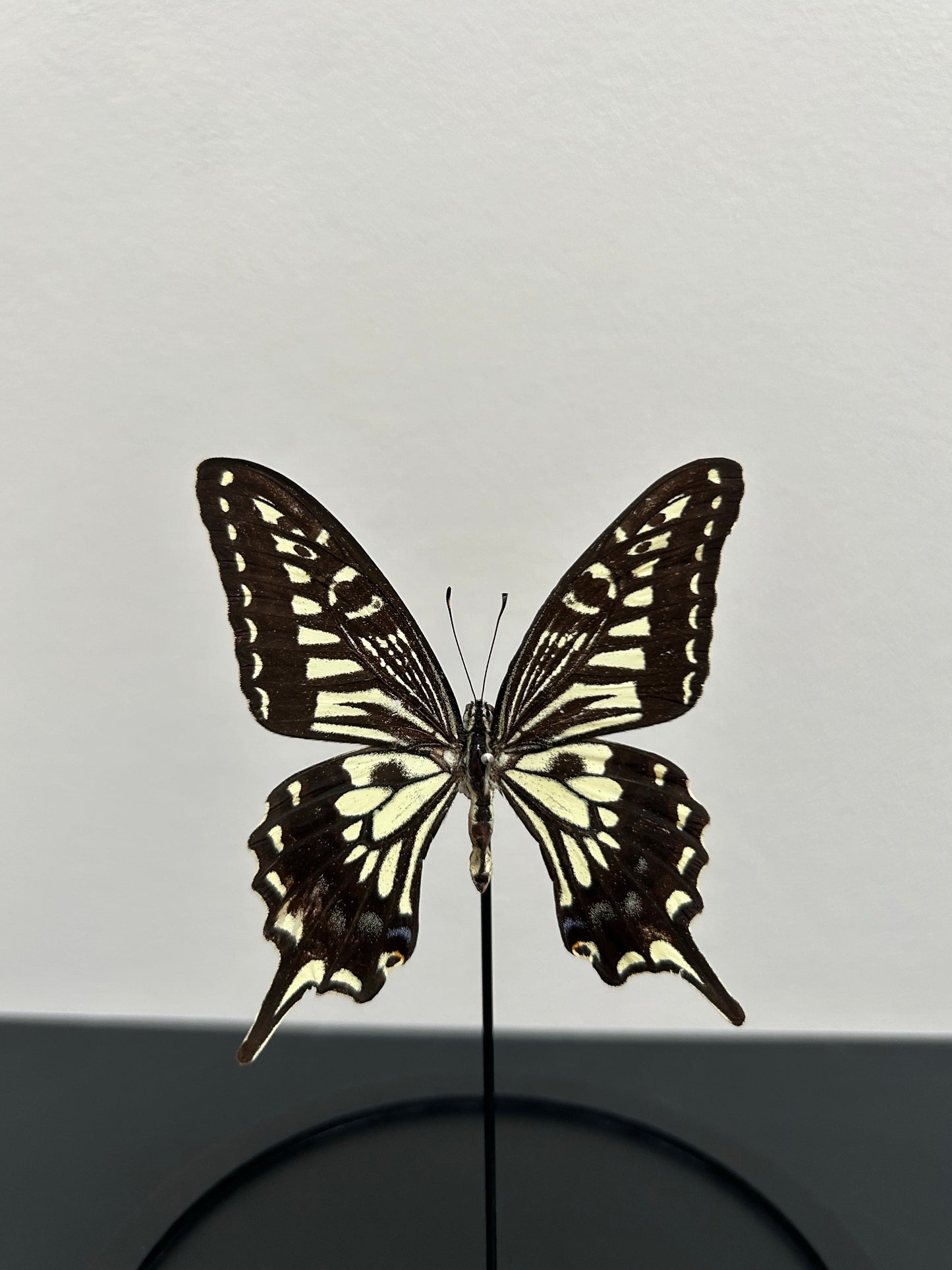 Petite cloche un papillon