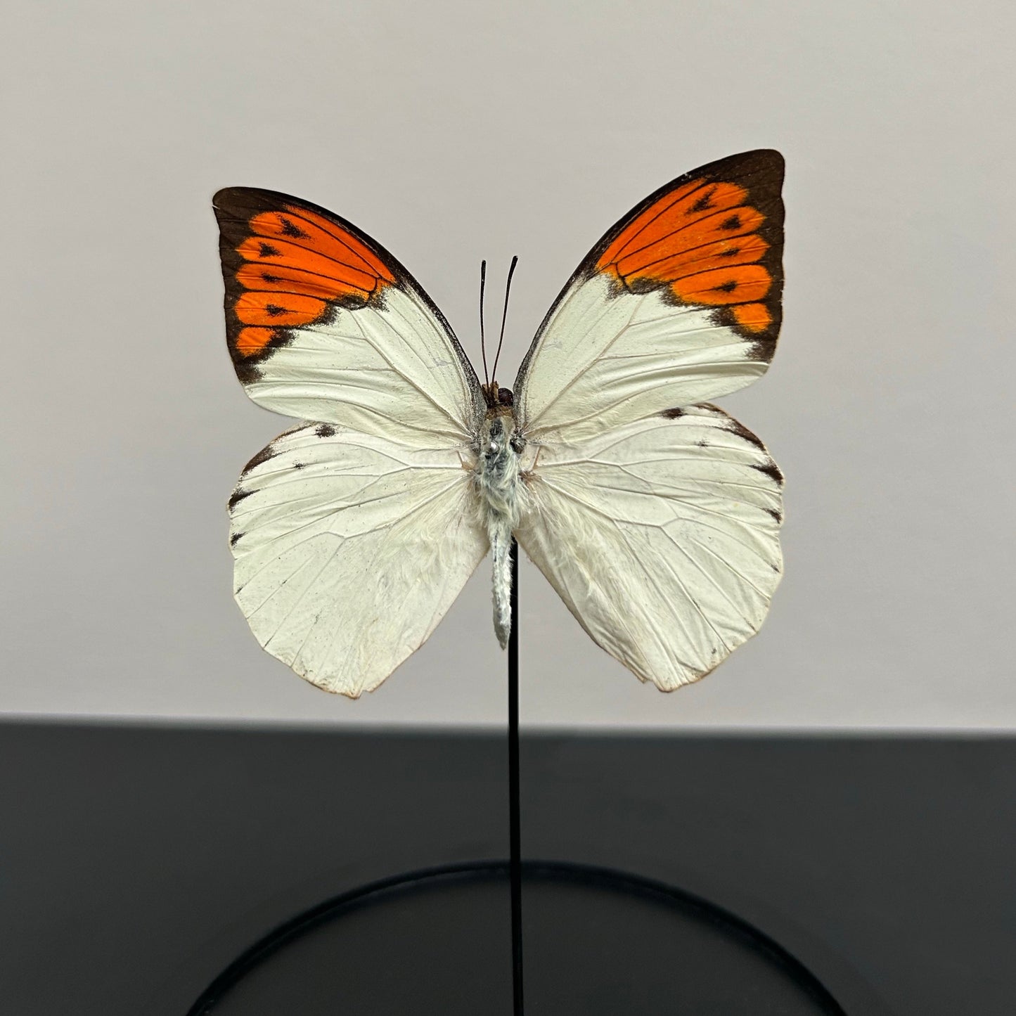 Petite cloche papillon Hebomoia