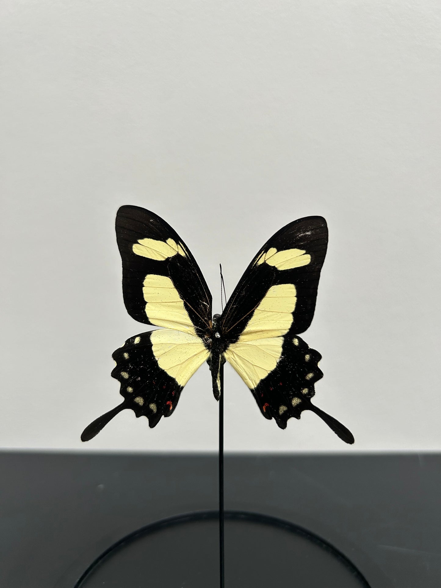 Petite cloche un papillon