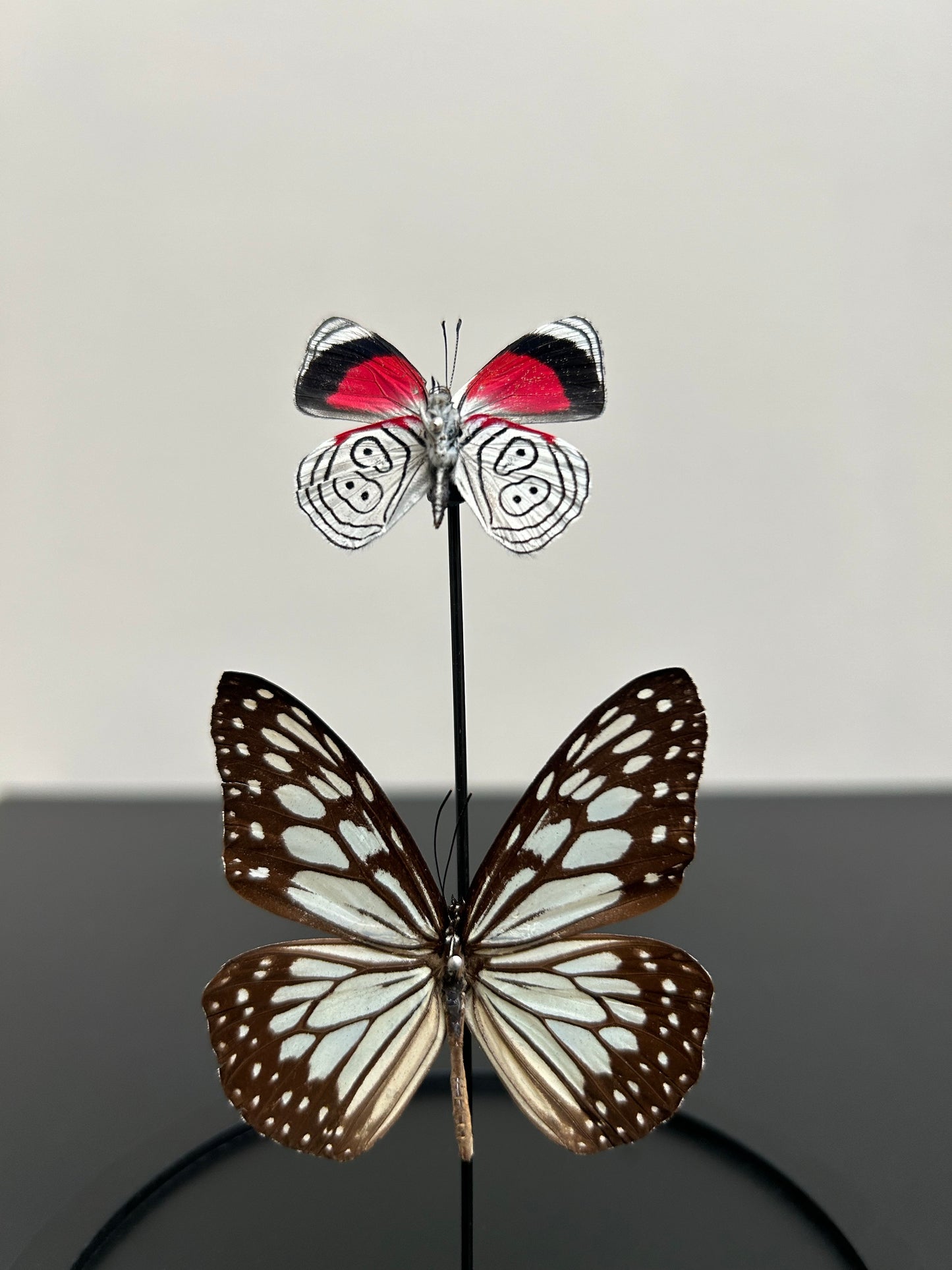 Petite cloche papillons Ideopsis et Clymena