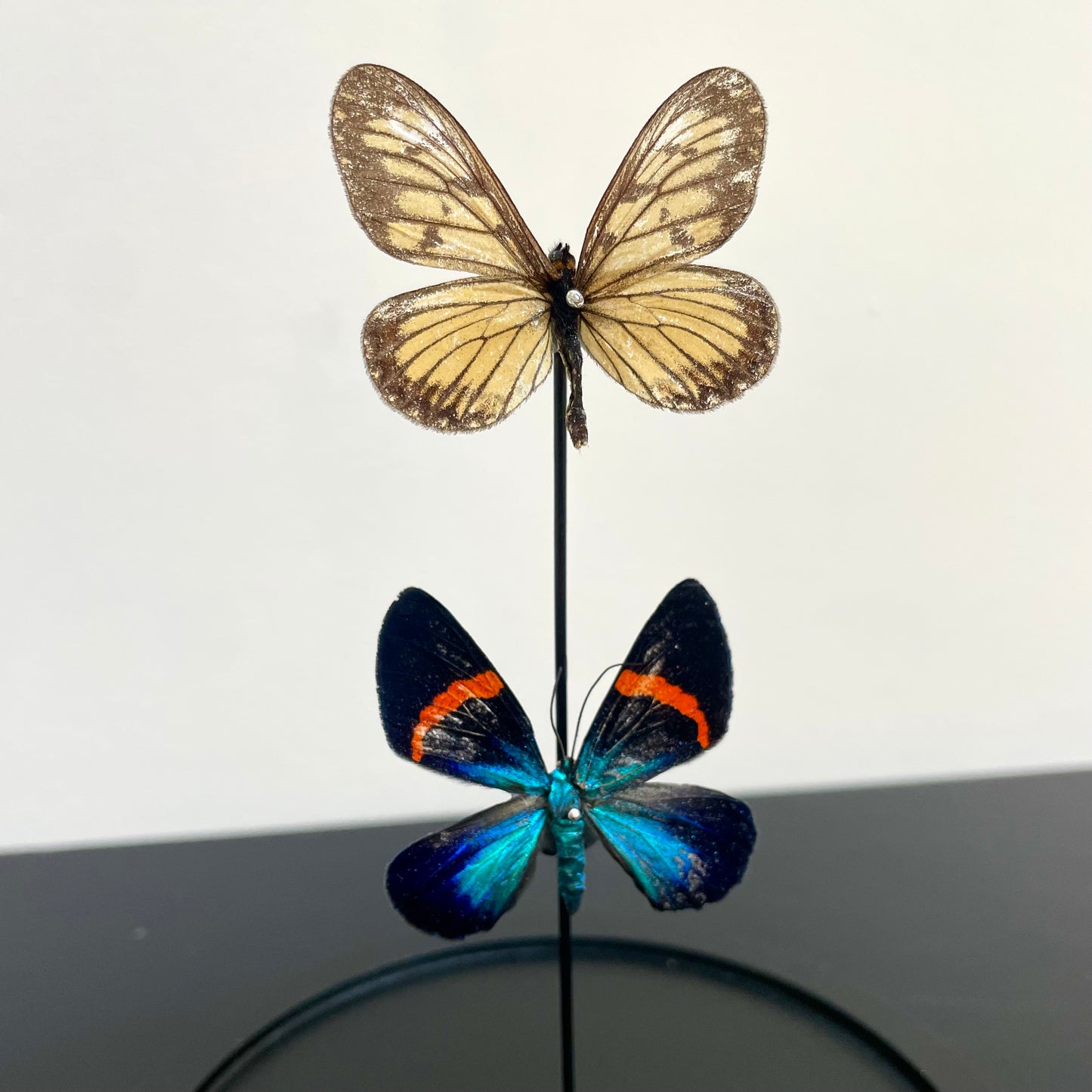 Petite cloche papillons Milionia et Acraea