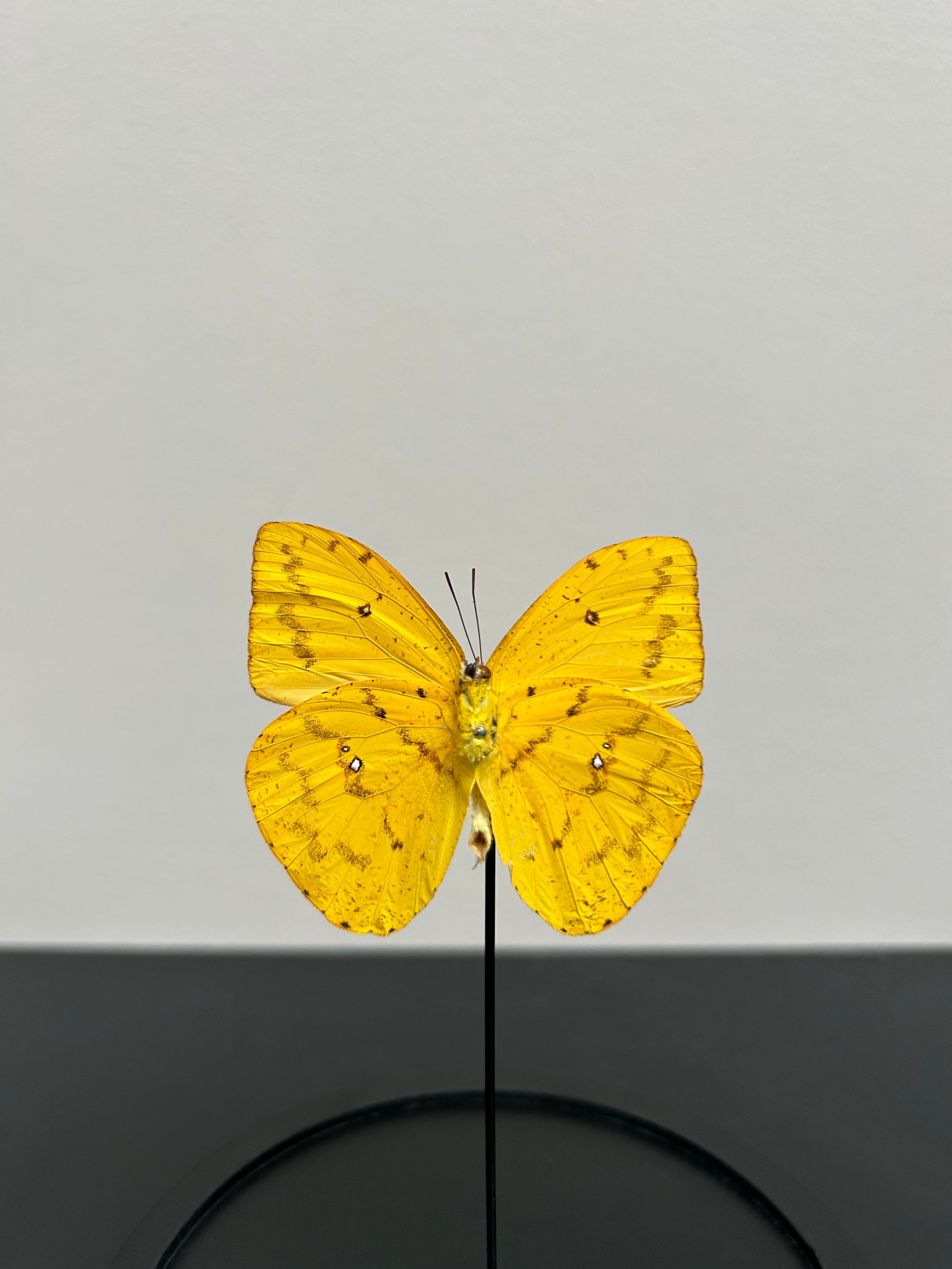 Petite cloche un papillon