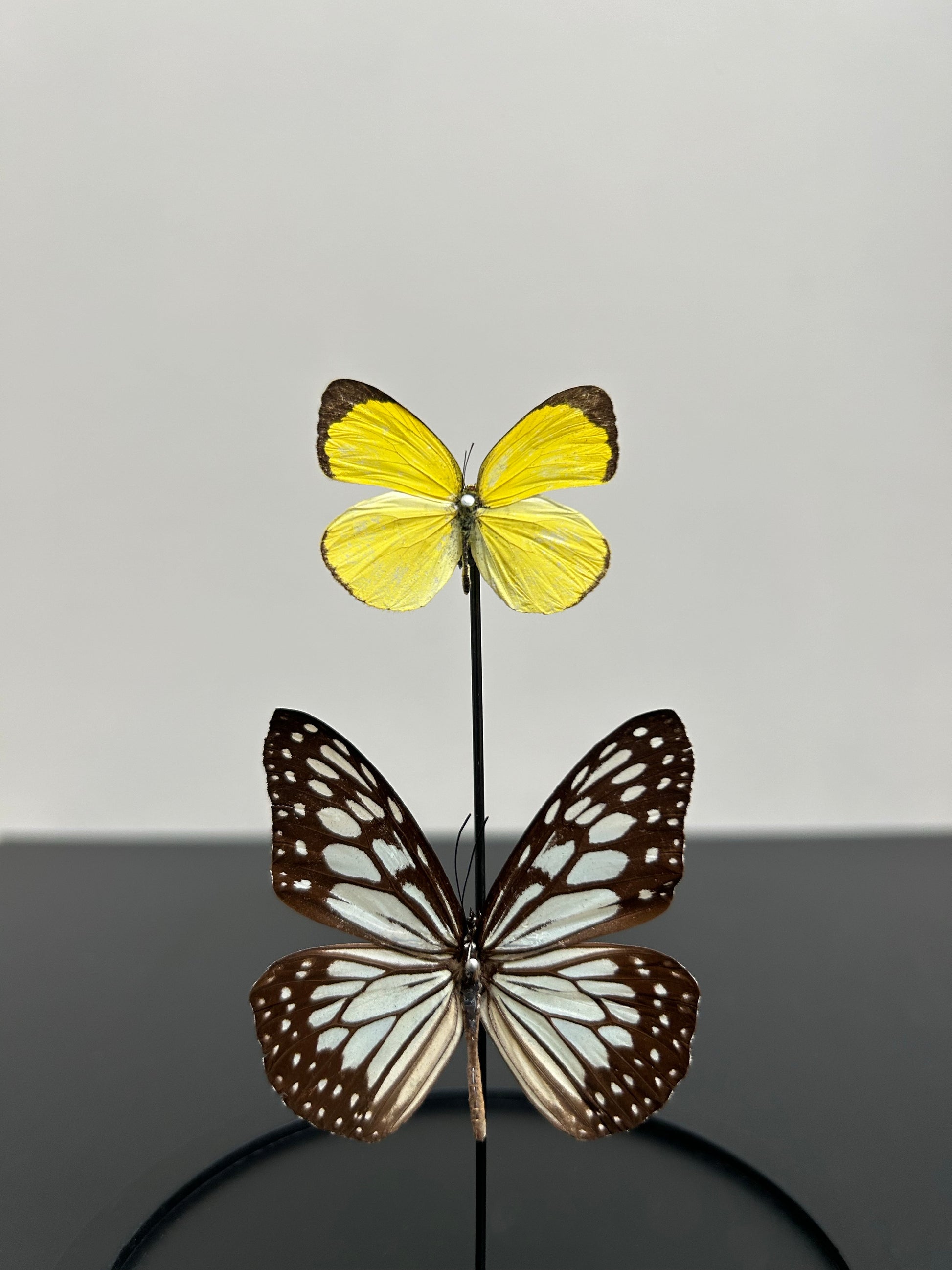 Petite cloche deux papillons