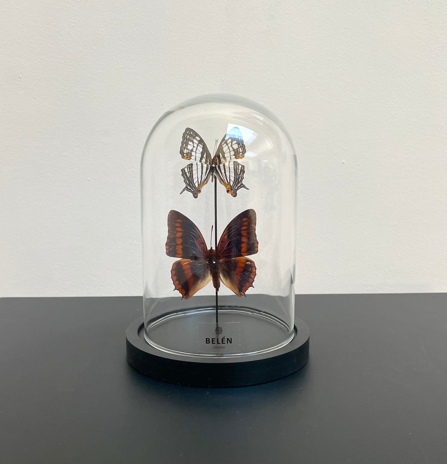 Petite cloche papillons Charaxes et Cyrestis