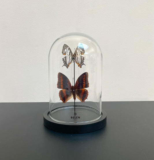 Petite cloche papillons Charaxes et Cyrestis