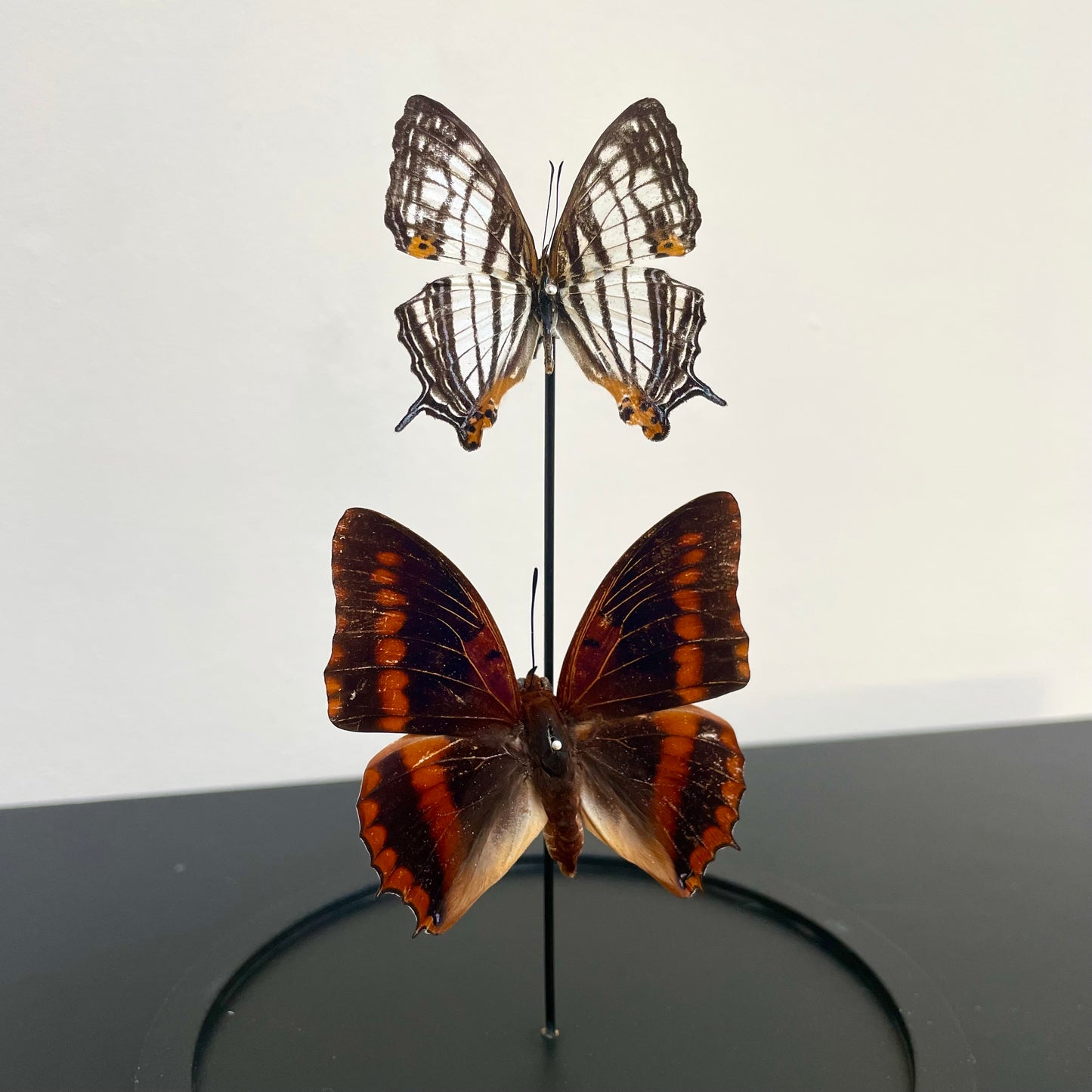 Petite cloche papillons Charaxes et Cyrestis