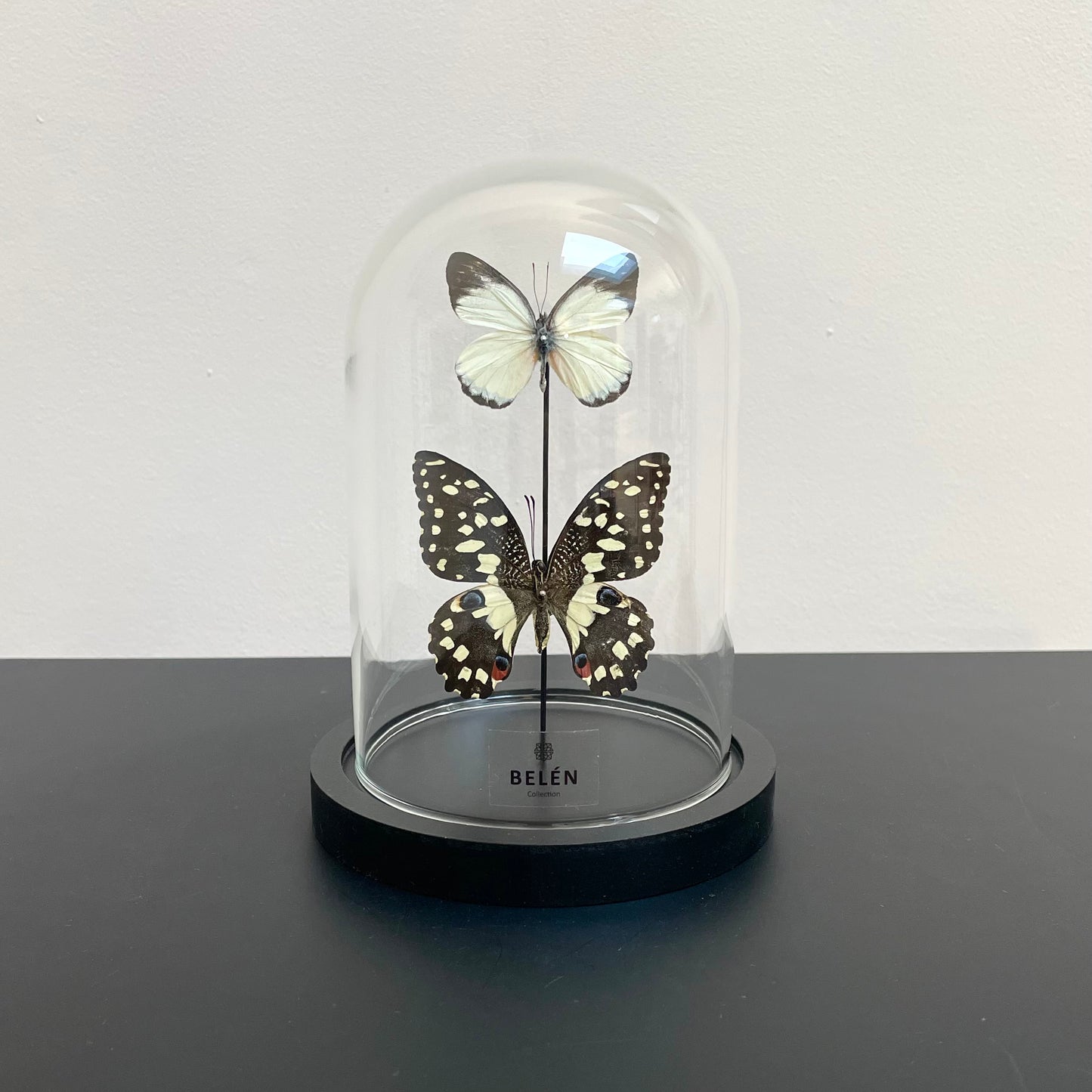 Petite cloche papillons Demoleus et Appias