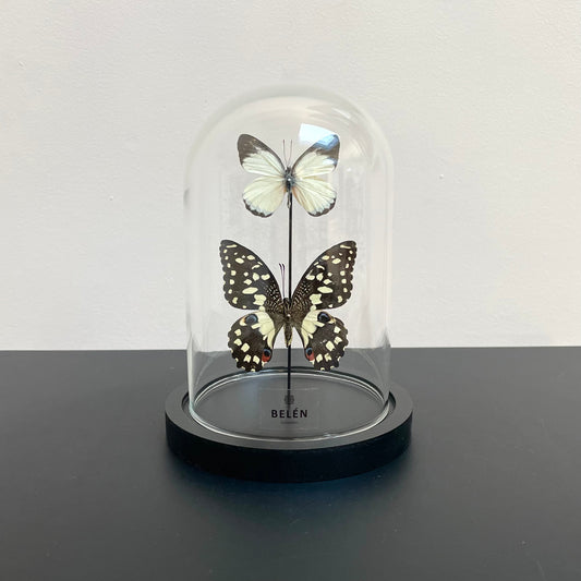 Petite cloche papillons Demoleus et Appias