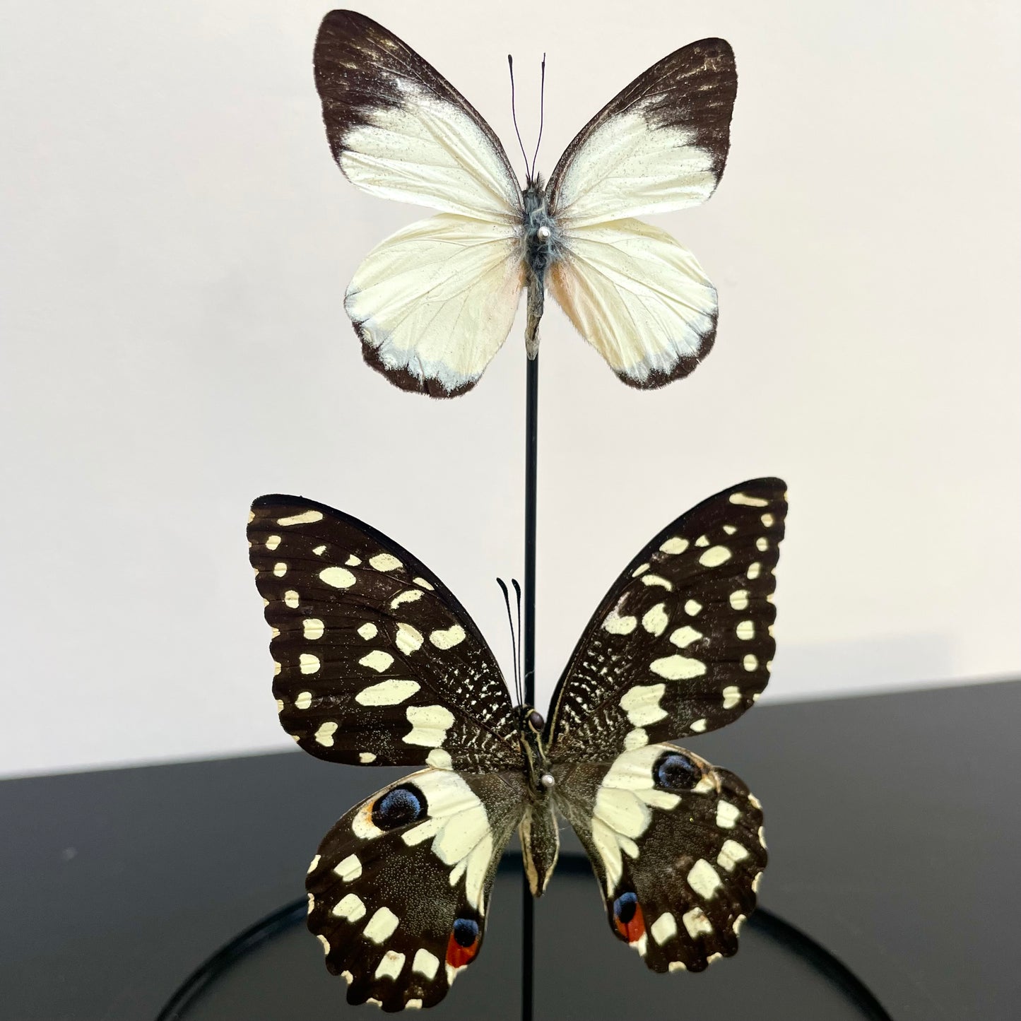 Petite cloche papillons Demoleus et Appias