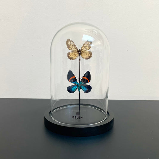 Petite cloche papillons Milionia et Acraea