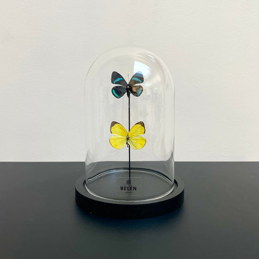 Petite cloche papillons Eurema et Diaethria